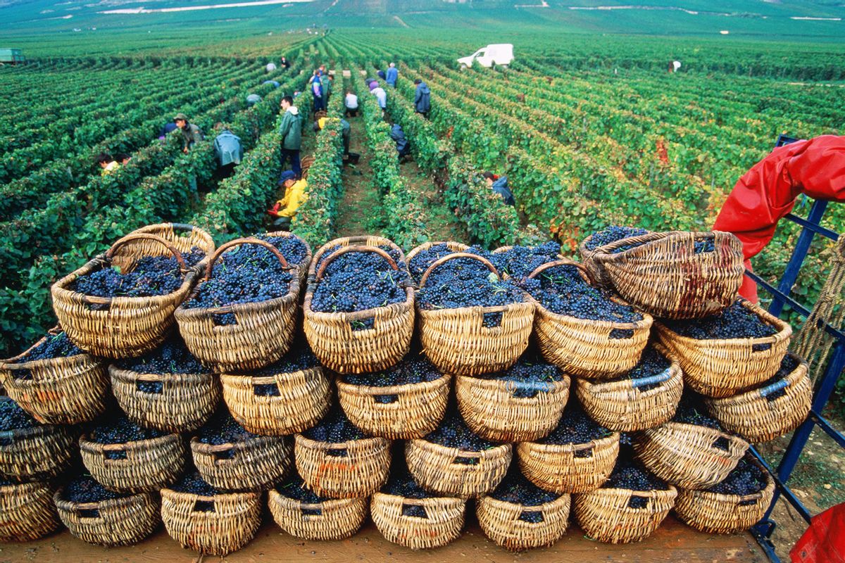 Harvesting grapes in vineyards, Cote d'Or, Burgundy, France (Getty Images/Owen Franken)