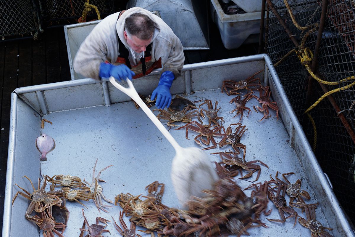 Man sorting Snow Crabs on boat, USA, Alaska Bering Sea (Getty Images/Kim Steele)