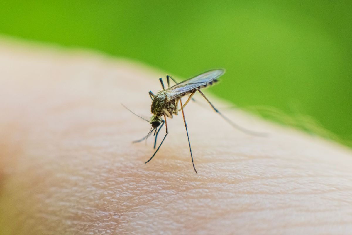 Mosquito drinking blood (Getty Images/iiievgeniy)