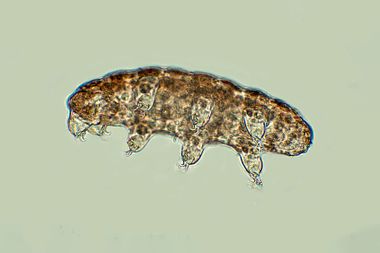 Tardigrade